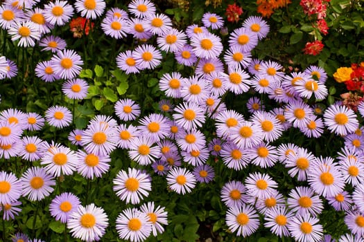 meadow with purple daisies flowers