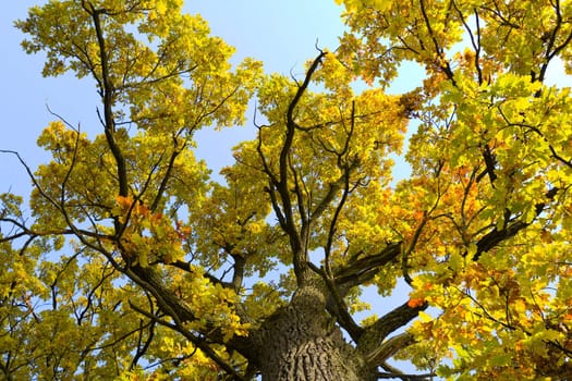 oak tree with yellow leaves in autumn