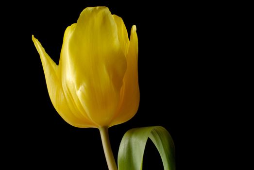 Yellow tulip over black background.