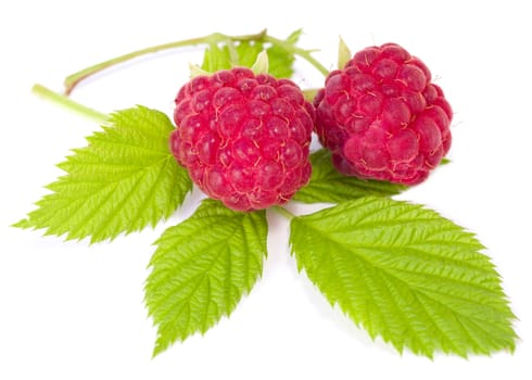 branch of two ripe raspberries with leaves, isolated on white