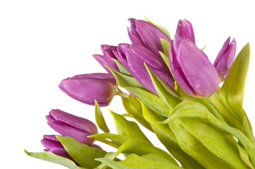 purple daffodil isolated on a white background