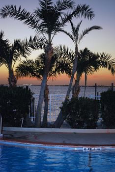 Palm trees Looking over the pool into the bay at sunset