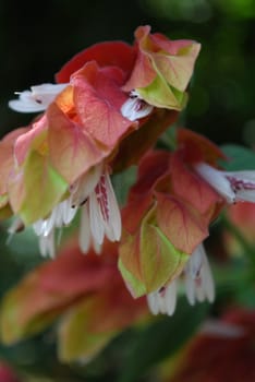  beautiful shrimp plant showing its color