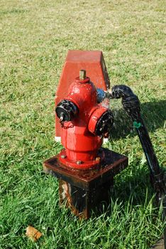photo of a bright red fire hydrant (grass background)