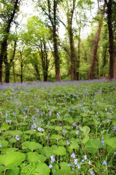 a wood full of bluebells in ireland