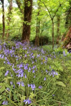 a wood full of bluebells in ireland