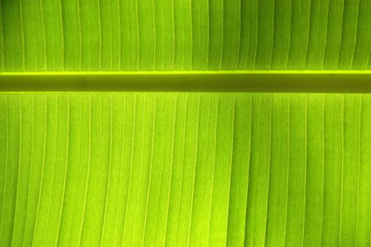 Backgound of a leaf in the summer sunshine