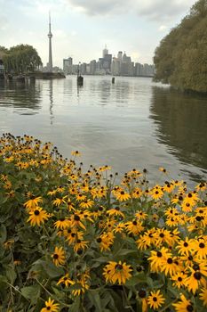 Toronto vertical photo, flowers in foreground, CN tower in background