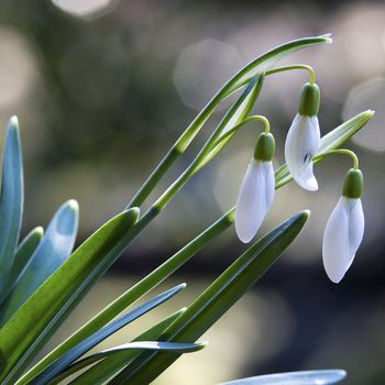 snowdrops - symbol of spring