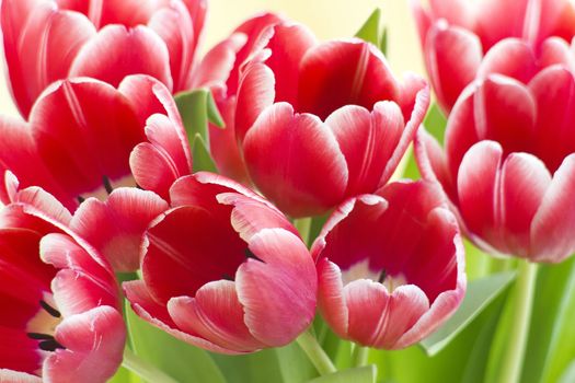 bouquet of fresh tulips