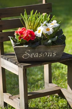 Simple garden flower decoration in sunshine in spring with handmade wooden objects and primroses