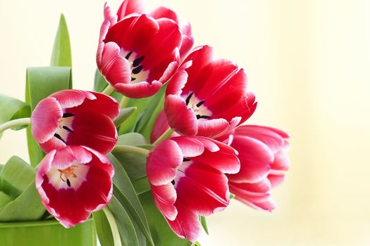 bouquet of fresh tulips