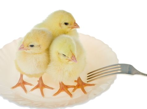 three newborn chicks as dinner, isolated on white