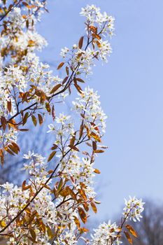 Juneberry or Amelanchier blooming with white flowers in spring