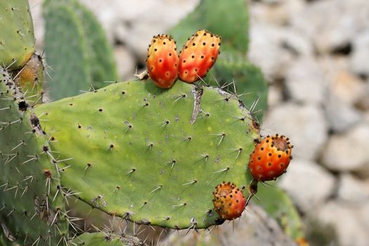 Fruits of tzabar cactus, or prickly pear (Opuntia ficus Indica)