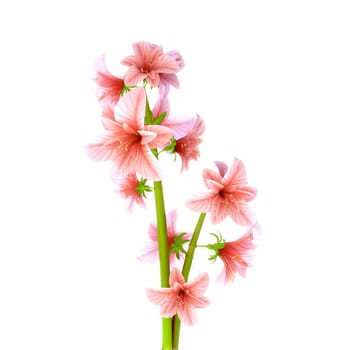 Isolated natural opened Flower on white background