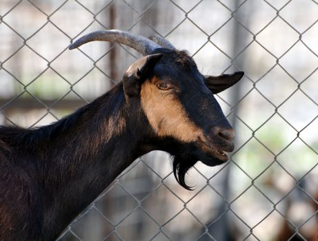 Goat in the mountains of Crete, Greece