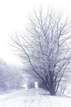 Blue, cold and white snowy landscape. It's winter 