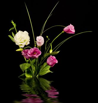 Pink and white eustoma flowers