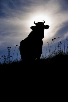 Holly cow silhouette