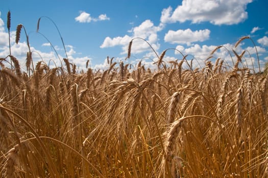 Beautiful field of ripe wheat under blue cloudy sky