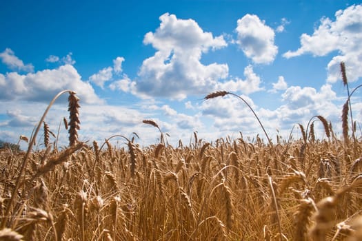 Beautiful field of ripe wheat under blue cloudy sky