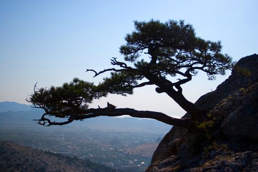 Unusual tree which grows on the rocks