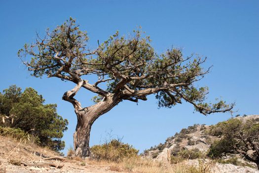 Old dry tree under Crimean sky