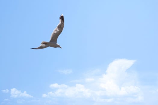 Flying seagull in the blue sky