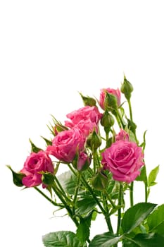 Bright pink roses isolated on white