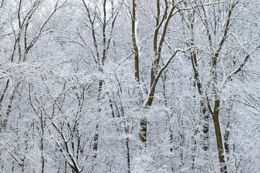 A winter wonderland at Rock Cut State Park in Illinois.