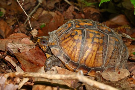 A Box Turtle (Terrapene carolina) in the southern United States.