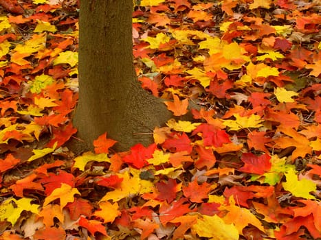 Vibrant red and yellow leaves at the base of a tree in northern Illinois.