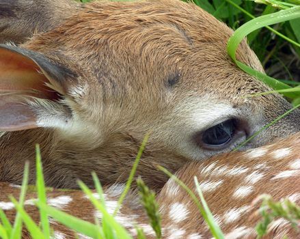 Whitetail deer fawn close up head shot covered in morning dew.