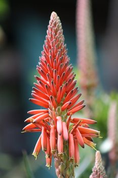 Agave Flower in Big Sur