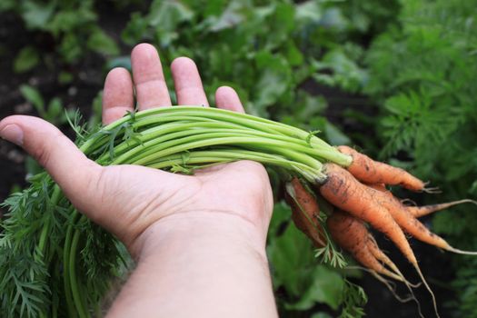 A bunch of freshly picked organically grown carrots held in the palm of a hand over an urban vegetable garden setting.