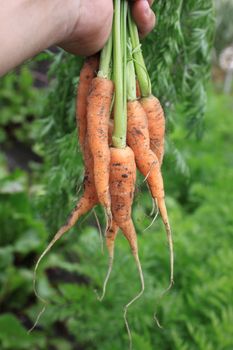 A freshly harvested bunch of organically grown carrots being held in the hand over a soft focus greenery background.