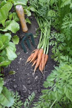 A first crop of organically grown carrots set amongst other growing carrots and beetroot in a small urban garden, with a small hand held garden fork. 