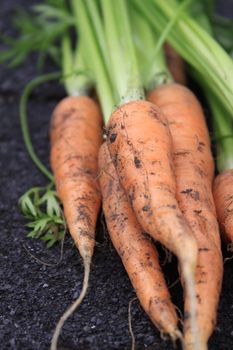 Close up low angled detail image of a bunch of freshly picked organically grown carrots.