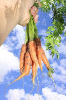 First crop of freshly picked organically grown carrots held aloft in the hand, against a sky background.