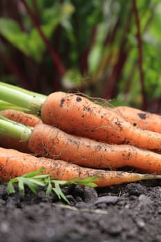 Freshly picked organic carrots. Portrait image with carrots lying freshly picked on top of the earth/soil. Close up detailed section.