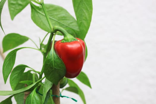 A Ripe and ready organically grown red pepper. Set against a neutral background in a lanscdscape format. Pepper still on its plant with green leaves. Supported by bamboo poles.