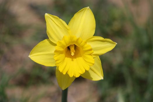 A Yellow Daffodil in Big Sur