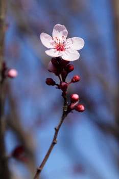 Light pink flower of the blooming tree 