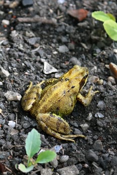 Common frog (Rana temporaria) resting on top of the soil in an urban city garden amongst young growing cabbages.