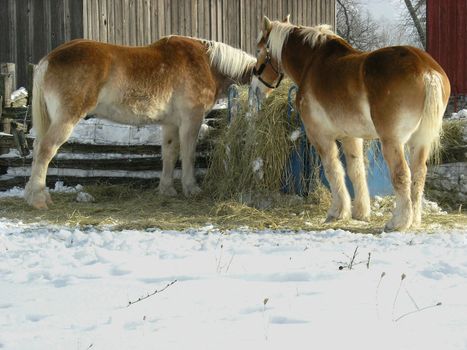 Two horses during winter time in the farm. 