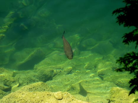 Summer day the fish is on the surface of the water. 