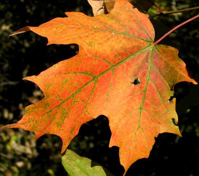 Colours around us. Maple leaf in the fall with obvious damages results of human activities over the Nature.  