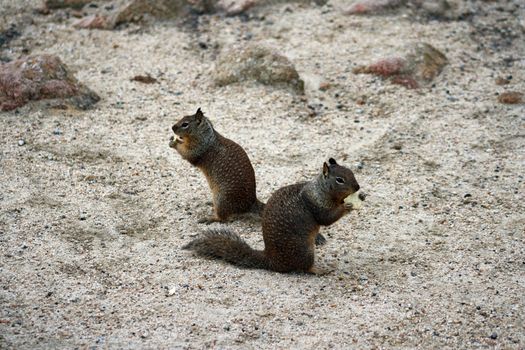 Ground Squirrels at Pebble Beach