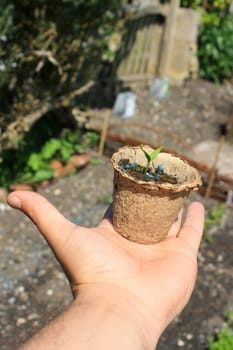 A small seedling pot made of recycled materials held in the hand over an urban vegetable plot. Pot contains a budding tomato seedling.